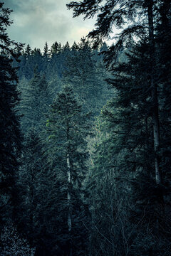 dark forest in the morning