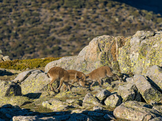 Cabras montesas peleando en la montaña