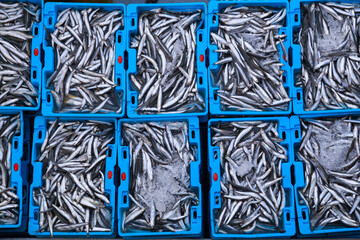 Anchovies fishes