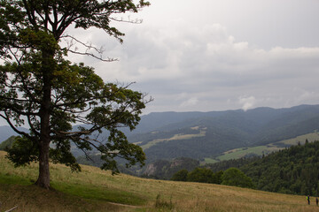 beautiful autumn view on mountains with  green forest hills