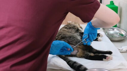 a doctor in a veterinary clinic performs an operation to castrate a cat.