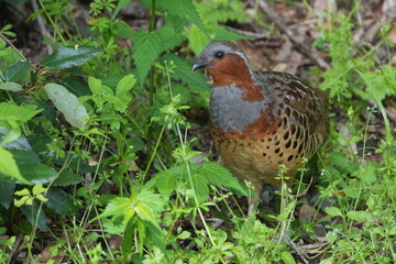 chinese partridge in a forest
