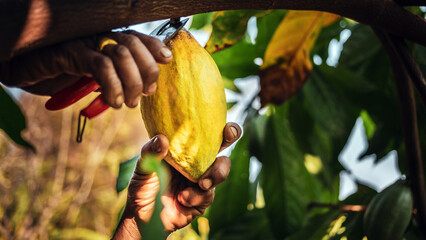 Close-up hands of a cocoa farmer use pruning shears to cut the cocoa pods or fruit ripe yellow...