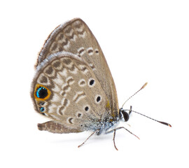 ceraunus blue butterfly - Hemiargus ceraunus - is a widespread Neotropical butterfly common in southern portions of the United States. Side profile view isolated on white background - Powered by Adobe