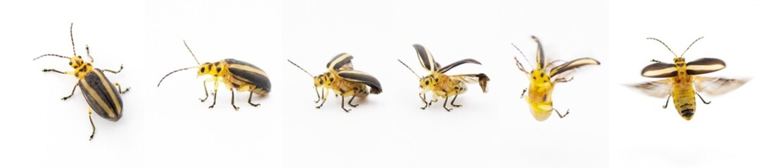 Derospidea brevicollis is a species of skeletonizing leaf beetle in the family Chrysomelidae. Many...