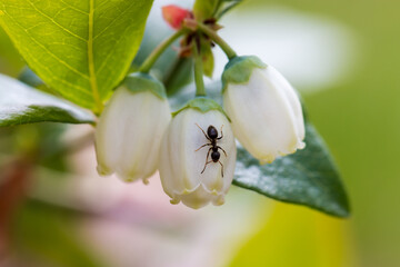 Obraz premium Blueberry during spring flowering, close-up of the plant. White flowers. Summertime. Macro perspective. Bush