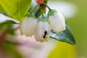 Obraz premium Blueberry during spring flowering, close-up of the plant. White flowers. Summertime. Macro perspective. Bush
