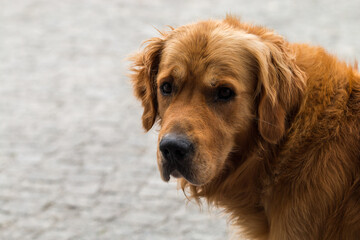 Obraz premium Golden retriever, portrait of a dog with a gentle temper.