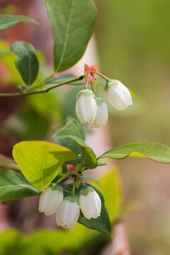 Blueberry during spring flowering, close-up of the plant. White flowers. Summertime. Macro perspective. Bush