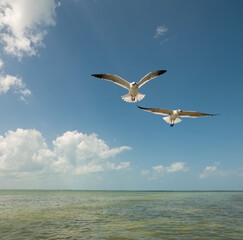 Fototapeta na wymiar Close-up of two seagulls flying against the blue sky on a sunny day in the lagoon of Holbox Island in Mexico