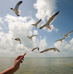 A woman offers bread to a seagull in the open sea of Holbox Island. The blue sky and horizon merge, creating a breathtaking scene. A moment of peaceful coexistence during a trip to the tropics.