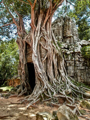 Siem reap, Cambodia - August 5th 2010 : Site of the Angkor temples. Ta Som temple. Focus on the oriental Gopura (a kind of religious gate), under a big tree.