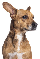Head shot of a Crossbreed dog with big ears looking away, Isolated on white