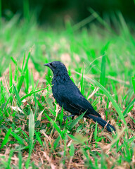 black bird