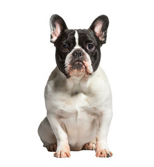 Black and white French Bulldog sit and looking at the camera, isolated on white