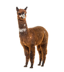 Rose grey young alpaca eight months old - Lama pacos