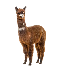 Abwaschbare Fototapete Lama Rose grey young alpaca eight months old - Lama pacos