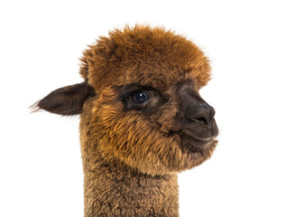 Dark brown young alpaca - Lama pacos, isoltaed on white © Eric Isselée