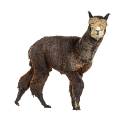 Side view of a Dark rose grey alpaca walking - Lama pacos