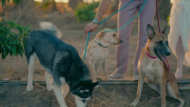 A bride and groom are walking with 3 dogs in nature at sunset. High quality FullHD footage