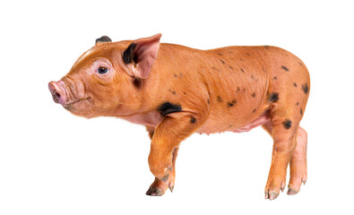 Happy Standing Young pig (mixedbreed), isolated © Eric Isselée
