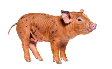Happy Standing Young pig (mixedbreed), isolated