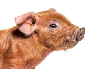 Portrait close-up of a young pig head (mixedbreed), isolated © Eric Isselée