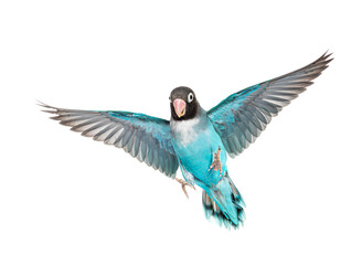 Black Cheecked Lovebird wings spread– Agapornis Nigrigenis – Blue mutation, isolated on white