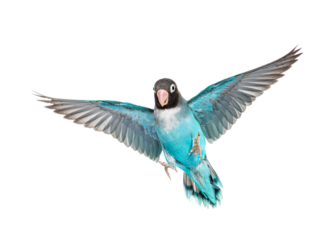 Black Cheecked Lovebird wings spread– Agapornis Nigrigenis – Blue mutation, isolated on white