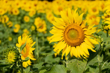 Beautiful yellow color sunflower in the agriculture farm background