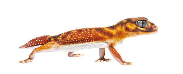 profile view of s Three-lined knob-tailed gecko, Nephrurus levis  pilbarensis, isolated on white