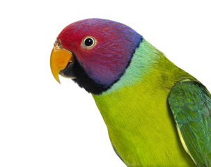 close-up on a head of Male Plum-Headed parakeet - Psittacula cya