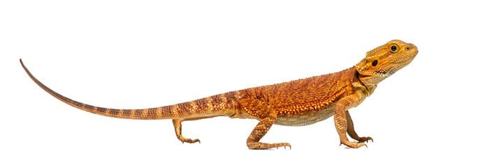 profile of a Pogona, agame barbu, isolated on white