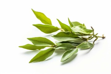 Fototapeta na wymiar green tea isolated, white background. Generative AI