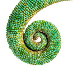 Foto auf Acrylglas Tail of an veiled chameleon rolled up on itself, Chamaeleo calyptratus, isolated on white © Eric Isselée