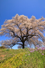 満開のわに塚の桜 ( 山梨県 韮崎市 )