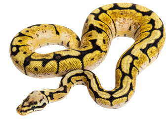 Bumblebee Python Regius, isolated on white