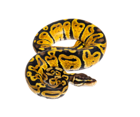 Pastel ball python, Python Regius, isolated on white
