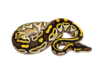 Pastel AVC ball python, Python Regius, isolated on white