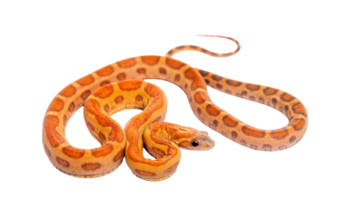 pantherophis guttatus scaleless, isolated on white