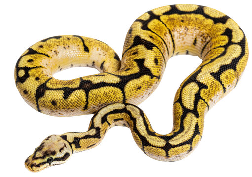 Bumblebee Python Regius, isolated on white