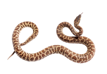 Rainbow boa sniffing tongue out, Epicrates cenchria, isolated on white