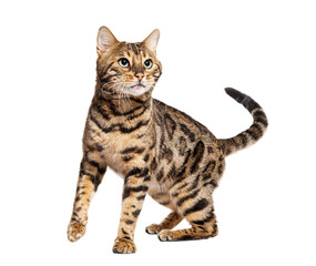 Bengal cat looking up, isolated
