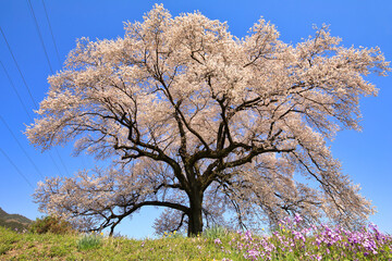 満開のわに塚の桜 ( 山梨県 韮崎市 )