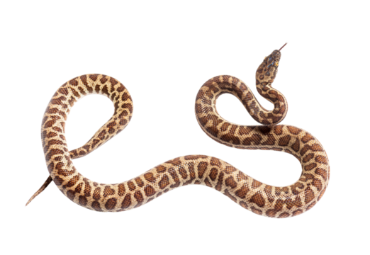 Rainbow boa sniffing tongue out, Epicrates cenchria, isolated on white