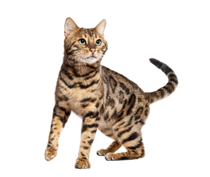 Bengal cat looking up, isolated