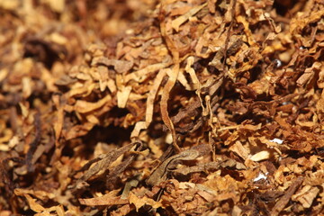 Rolling dried tobacco leafs close up background big size high quality stock photos smoking addict self made cigarettes and joints