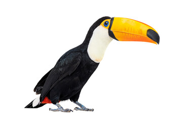 Fototapeta premium Toucan toco bird, colored bird with big beak