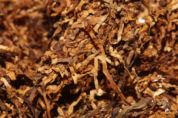 Rolling dried tobacco leafs close up background big size high quality stock photos smoking addict self made cigarettes and joints