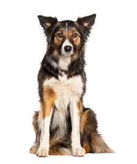 Sitting Tri collored Border Collie looking at the camera, two years old, isolated